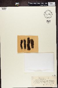 thumbnail image of current specimen