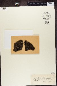 Xanthoparmelia loxodes image