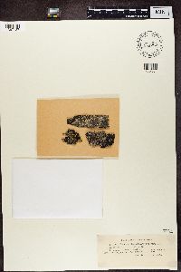 Media resource of Parmeliopsis hyperopta