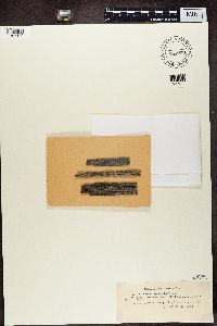 Bilimbia sabuletorum image