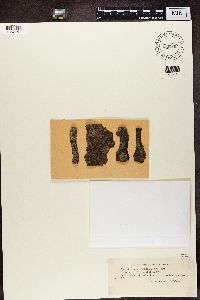 Bacidina inundata image