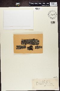 Lecidea nylanderi image