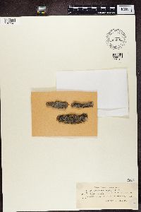 Diplotomma alboatrum image