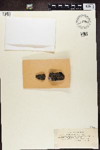 thumbnail image of current specimen