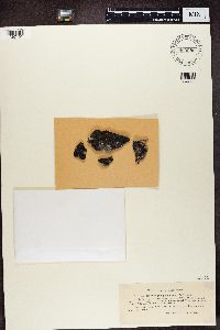 Rhizocarpon geminatum image