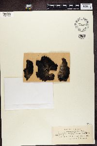 Gyrophora anthracina image