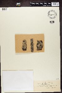 Imshaugia aleurites image