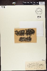 Physcia tenella image