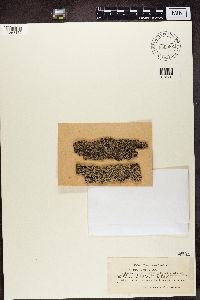 Phaeophyscia orbicularis image