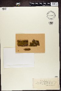 Candelariella vitellina image