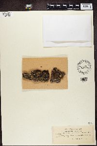 Hypocenomyce scalaris image