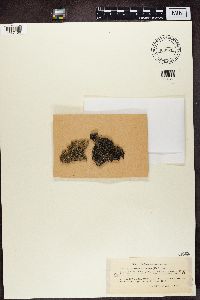 Trapeliopsis granulosa image