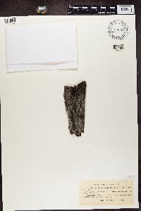 Bacidia subincompta image