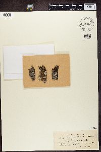 Micarea peliocarpa image