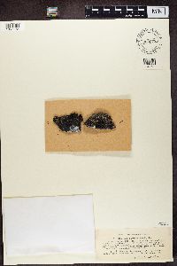 Rhizocarpon grande image