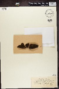Thumbnail image of current specimen