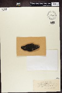 Verrucaria aethiobola image