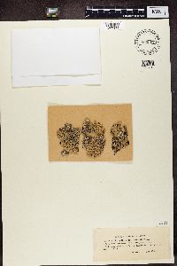 Media resource of Menegazzia terebrata