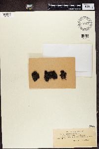 Lecidea arctica image