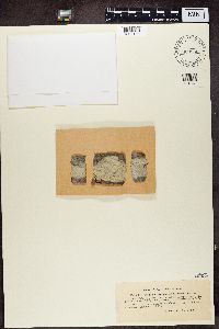Pertusaria carneopallida image