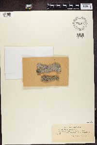 Phlyctis argena image