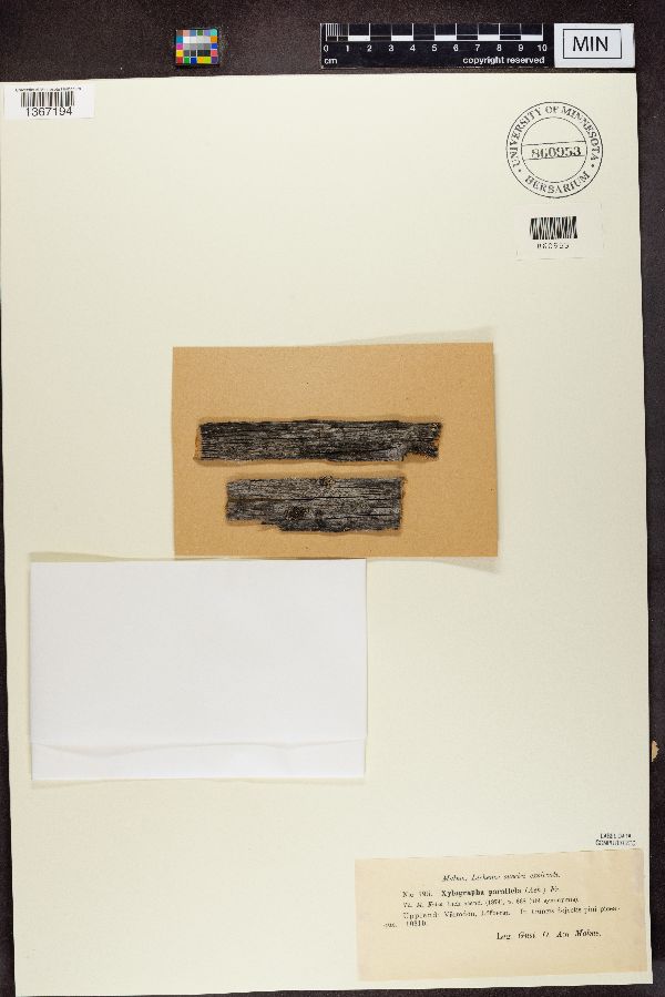 Xylographa image