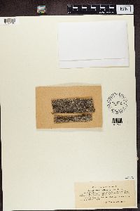 Media resource of Xylographa vitiligo