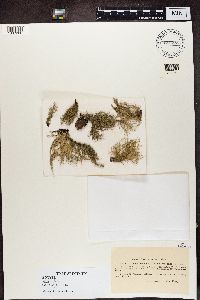 Usnea hirta image