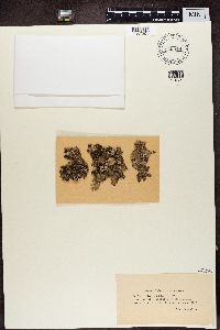 Platismatia glauca image