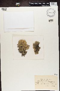 Hypogymnia physodes image