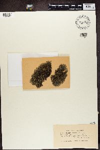 Xanthoparmelia conspersa image