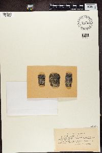 Physcia aipolia image