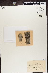 Buellia parasema image