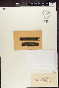 Lecanora coilocarpa image