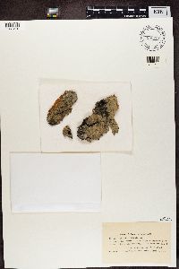 Lecanora glabrata image
