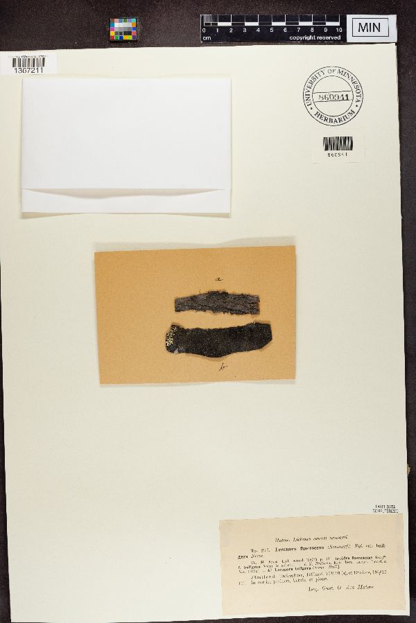 Lecanora fuscescens var. boligera image