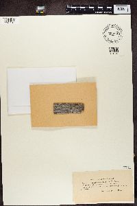 Lecania dubitans image