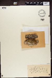 Gyalecta ulmi image