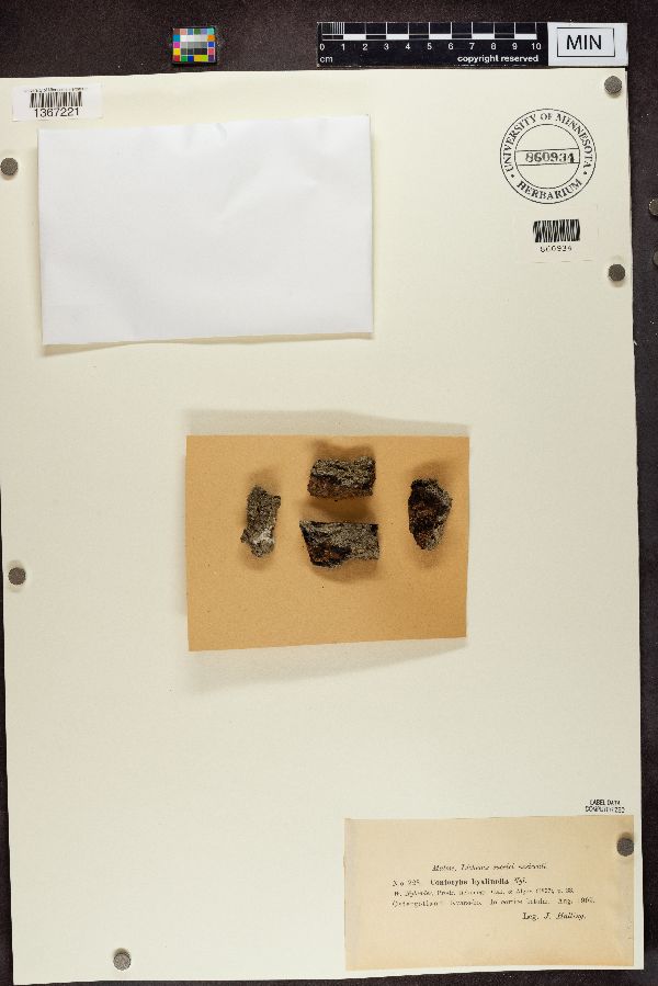 Sclerophora peronella image