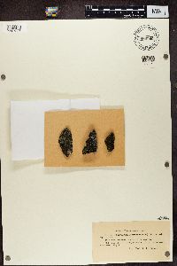 Rhizocarpon geographicum image