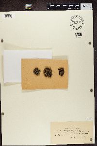 Pycnothelia papillaria image