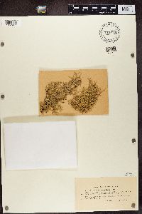 Evernia prunastri image