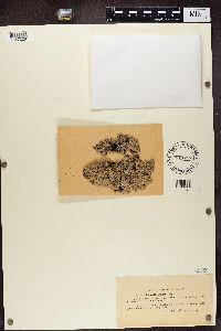 Parmelia sulcata image