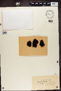 Scytinium gelatinosum image