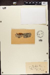 Lecanora intumescens image