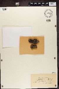 Alyxoria varia image