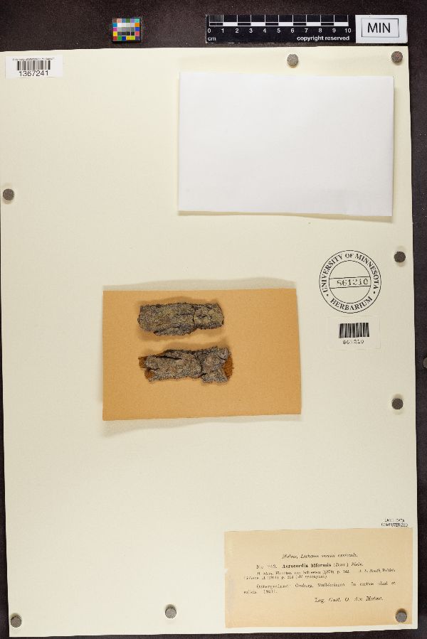 Anisomeridium biforme image