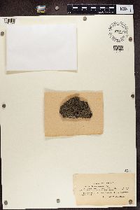 Lecanora cenisia image