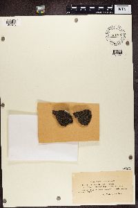 Aspicilia cinerea image