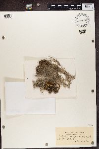Cladonia rangiferina image